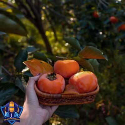 دانلود آهنگ زود باش ها کن این تو ها ها کن نکش هی تو