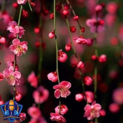 دانلود آهنگ هانس زیمر time دانلود آهنگ هانس زیمر time